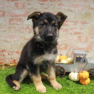 German Shepherd – 974