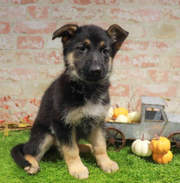 Helen, German Shepherd, Image 1