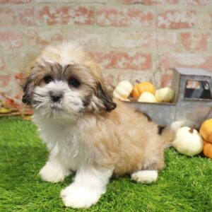 Teddy Bear – 973