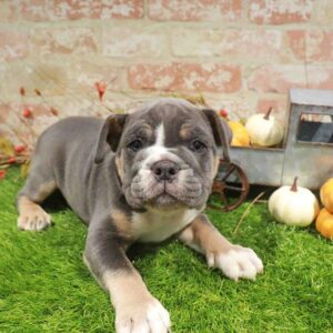 English Bulldog – 975
