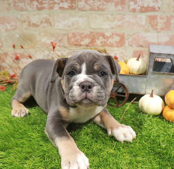 Johnny, English Bulldog, Image 1