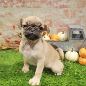 Pug – 978