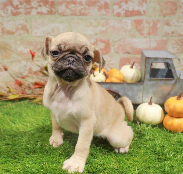 Violet, Pug, Image 1