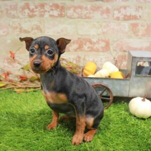 Min Pin – 979