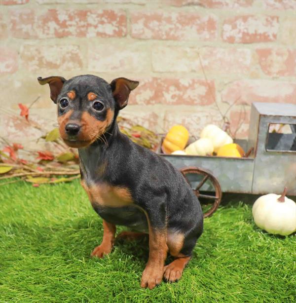 Min Pin - 979, Min Pin, Image 1