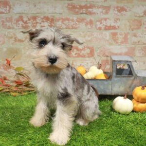 Mini Schnauzer – 980