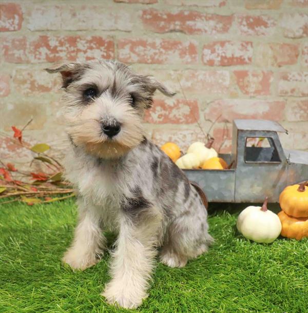 Mini Schnauzer - 980, Mini Schnauzer, Image 1