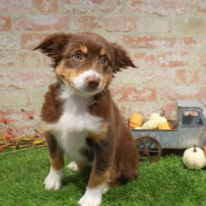 Mini Aussie – 981