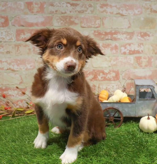 Claudia, Mini Aussie, Image 1