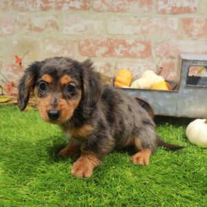 Dachshund – 983