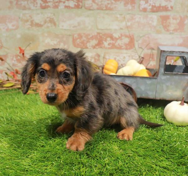 Dachshund - 983, Dachshund, Image 1