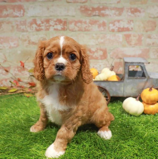 Cavalier King Charles Spaniel – 982