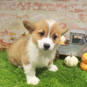 Pembroke Welsh Corgi – 984