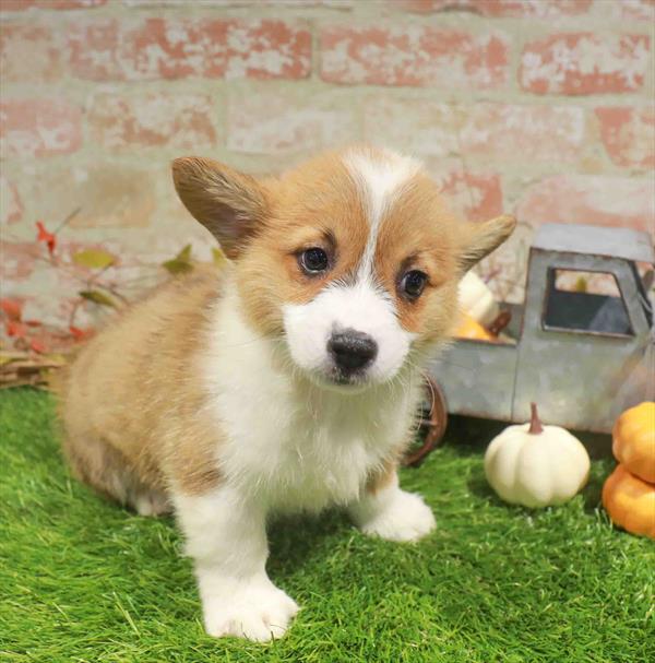 Pembroke Welsh Corgi - 984, Pembroke Welsh Corgi, Image 1