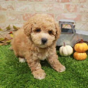 Maltipoo – 985