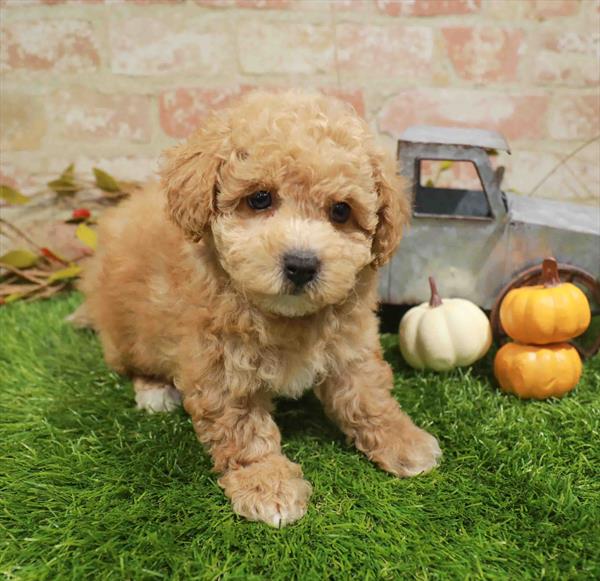Maltipoo - 985, Maltipoo, Image 1