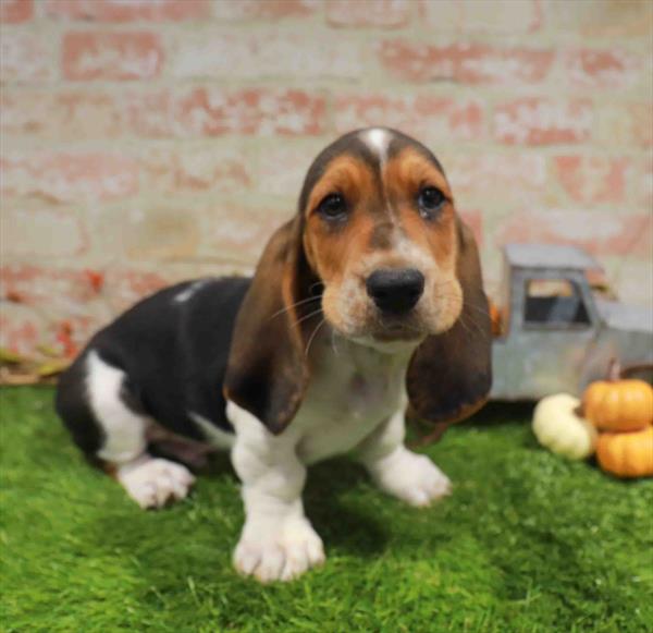 Basset Hound - 988, Basset Hound, Image 1