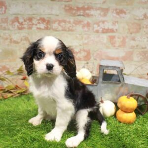Cavalier King Charles Spaniel – 986