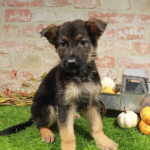 German Shepherd – 990