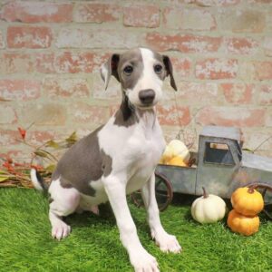 Italian Greyhound – 991