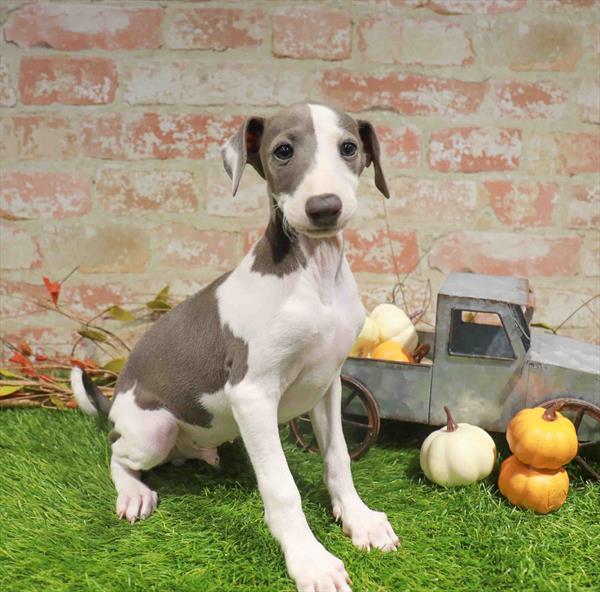 Italian Greyhound - 991, Italian Greyhound, Image 1