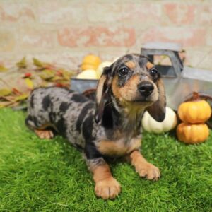 Dachshund – 989
