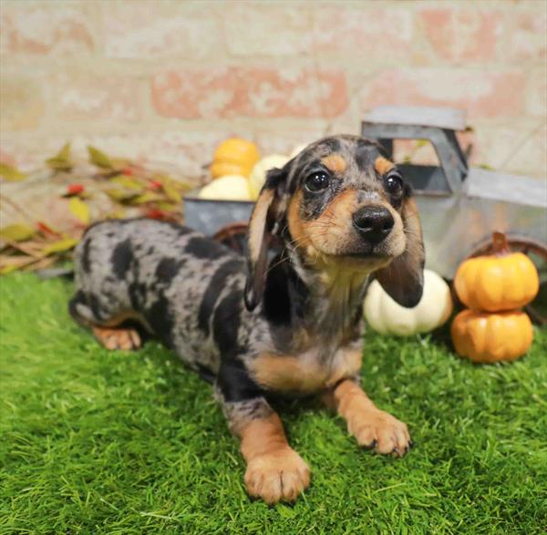 Dachshund - 989, Dachshund, Image 1