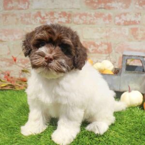 Havanese – 994