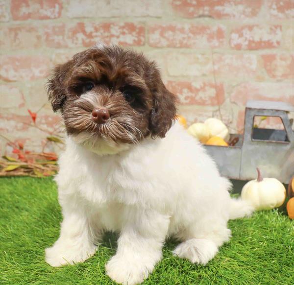 Havanese - 994, Havanese, Image 1
