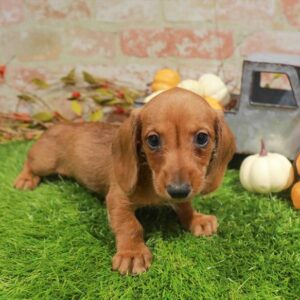 Dachshund – 993