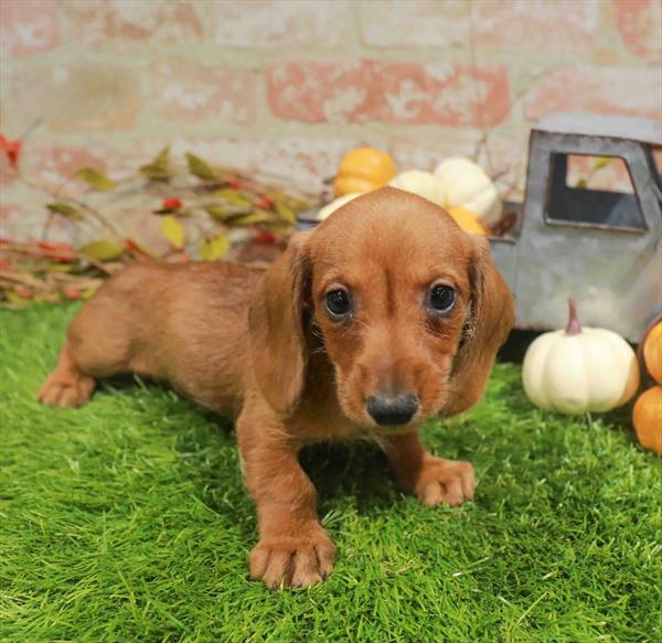 Dachshund - 993, Dachshund, Image 1