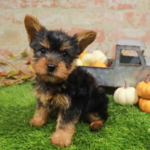 Silky Terrier – 992