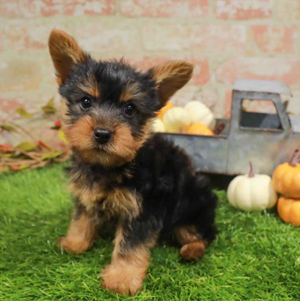 Silky Terrier - 992, Silky Terrier, Image 1