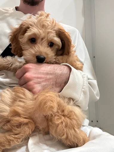 A fluffy golden puppy being held in a person's arms