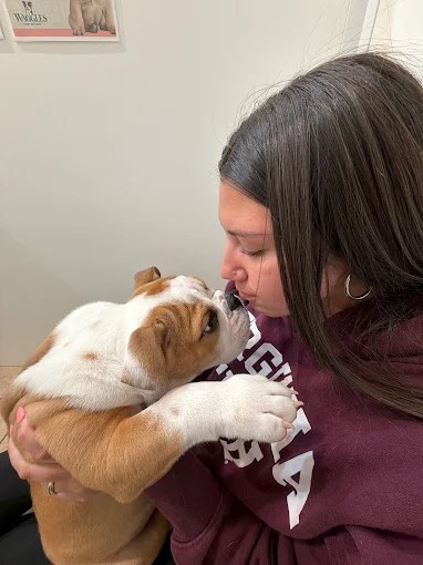 A woman cuddling a brown-and-white bulldog puppy
